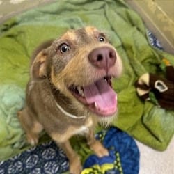 Photo of Dakota, adoptable Fox Terrier (Wirehaired) in Wilmington, Delaware