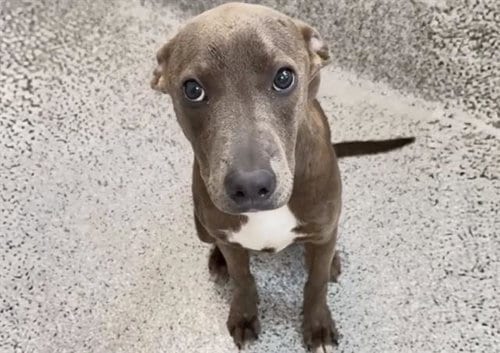 Photo of Susie, adoptable Pit Bull Terrier in Houston, Texas