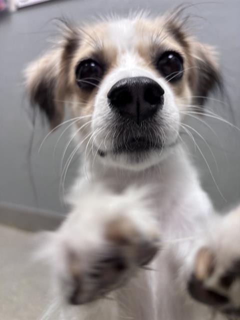 Photo of Sly, adoptable Chihuahua in Las Vegas, Nevada