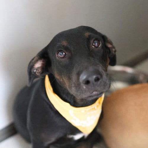 Photo of Rosco, adoptable Terrier in San Antonio, Texas