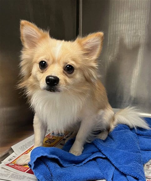 Photo of Canelo, adoptable Chihuahua in Van Nuys, California