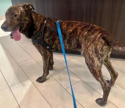 Photo of Rocco, adoptable Retriever/Mix in Annapolis, Maryland