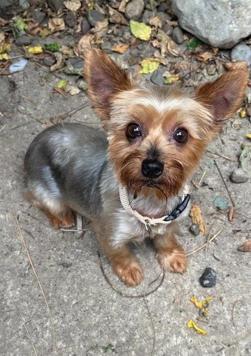 Photo of Maggie, adoptable Yorkshire Terrier Yorkie in Buffalo, New York