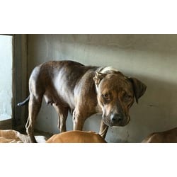 Photo of Mama Bear, adoptable American Pit Bull Terrier in San Bernardino, California