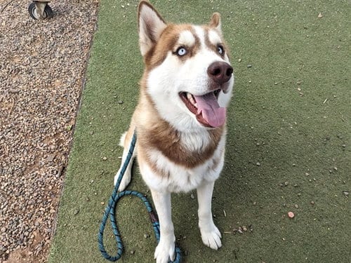 Photo of Stitch, adoptable Siberian Husky in Mesa, Arizona
