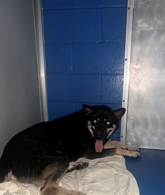 Photo of Senior Siberian Husky, adoptable Siberian Husky in Bakersfield, California