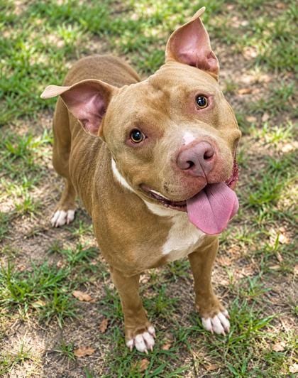 Photo of Tanner, adoptable Pit Bull Terrier in Inverness, Florida