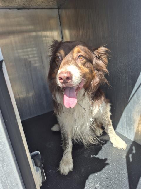 Photo of Wrangler, adoptable Border Collie in San Antonio, Texas
