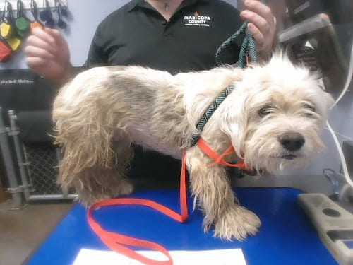 Photo of Felicity, adoptable Maltese in Phoenix, Arizona