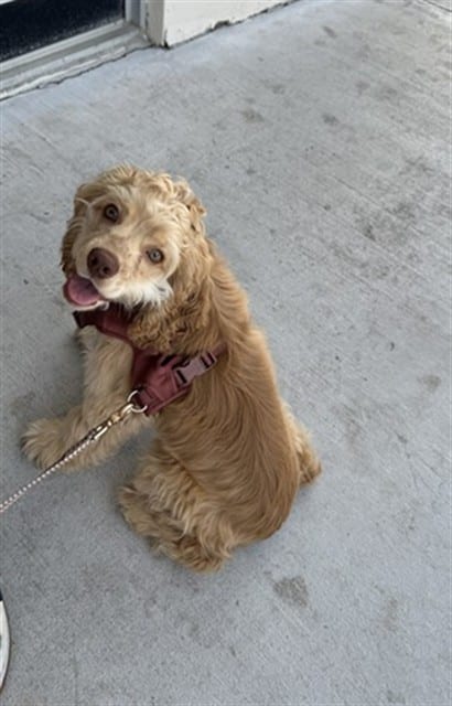 Photo of Oliver, adoptable Cock-A-Poo in Miami, Florida