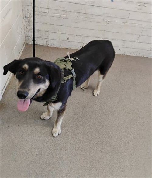 Photo of Lola, adoptable German Shepherd Dog in San Bernardino, California