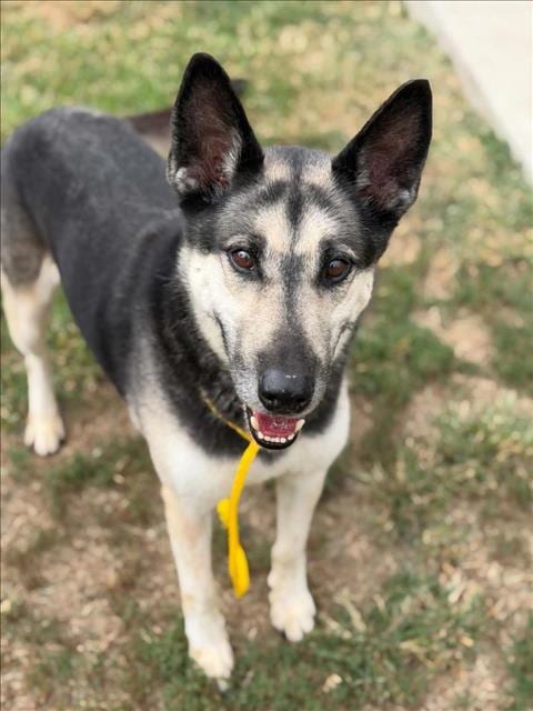 Photo of Doc Holiday, adoptable German Shepherd Dog in Tulsa, Oklahoma
