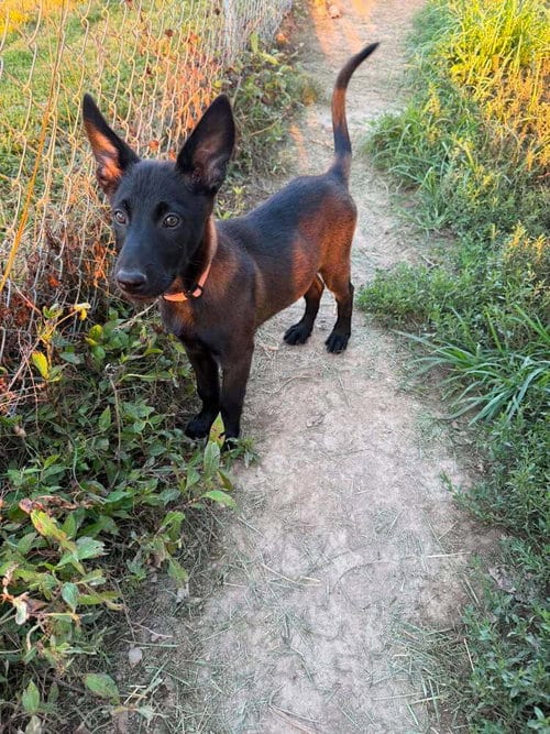 Photo of Texas Legends Litter- Beyoncé - Located in IN, adoptable Belgian Shepherd Malinois in Imlay City, Michigan