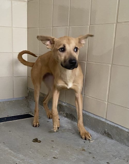 Photo of Nyx, adoptable German Shepherd Dog in Derwood, Maryland