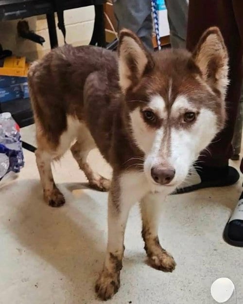 Photo of Mariah, adoptable Siberian Husky in Roswell, Georgia