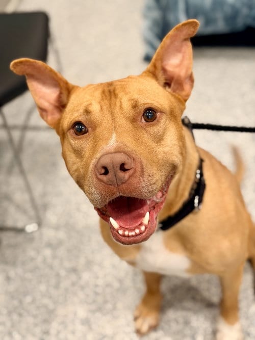 Photo of Apollo, adoptable Pit Bull Terrier in Manahawkin, New Jersey