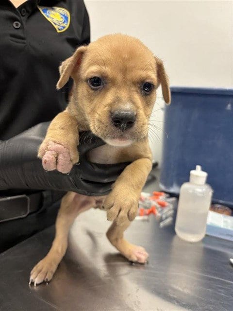 Photo of Pumba, adoptable Labrador Retriever in Corpus Christi, Texas