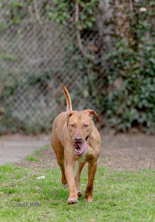 Photo of River, adoptable Doberman Pinscher in Locust Grove, Georgia