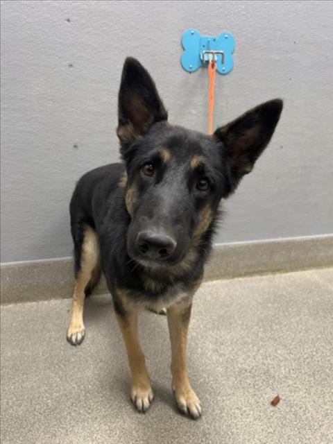 Photo of Cody, adoptable German Shepherd Dog in Las Vegas, Nevada