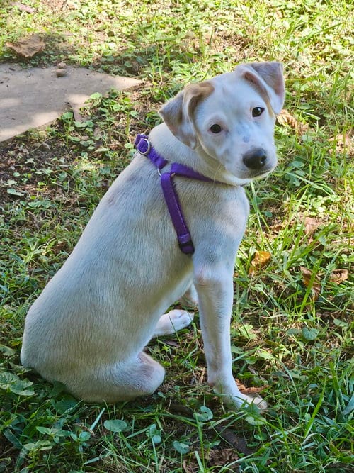 Photo of Peggy, adoptable Pointer in Virginia Beach, Virginia