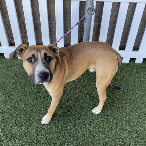 Photo of Bam, adoptable Pit Bull Terrier in Modesto, California