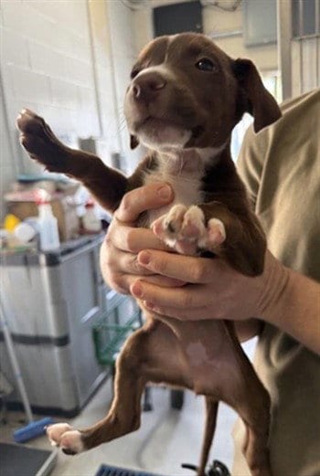 Photo of Maple, adoptable Pit Bull Terrier in Sacramento, California