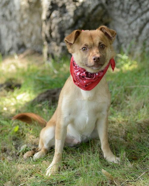Photo of Titto, adoptable Pomeranian in Dana Point, California