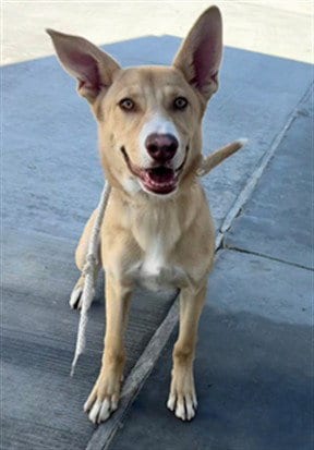 Photo of Hank, adoptable German Shepherd Dog in Lancaster, California
