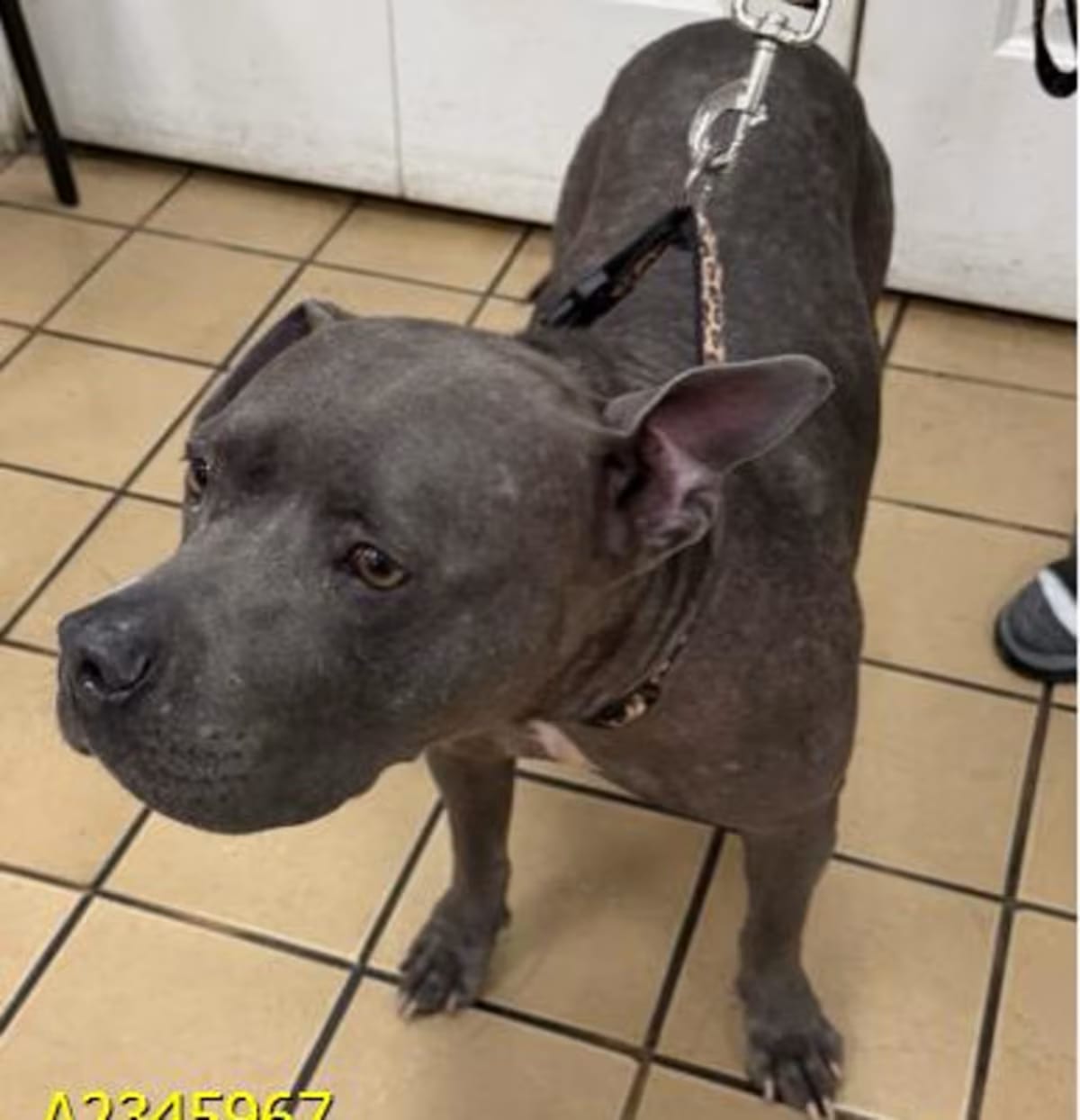 Photo of Eclipse, adoptable Mixed Breed (Medium) in West Palm Beach, Florida