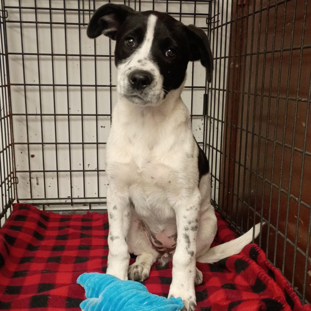Photo of Willadeene, adoptable Pyrenees, Great / Retriever, Labrador
