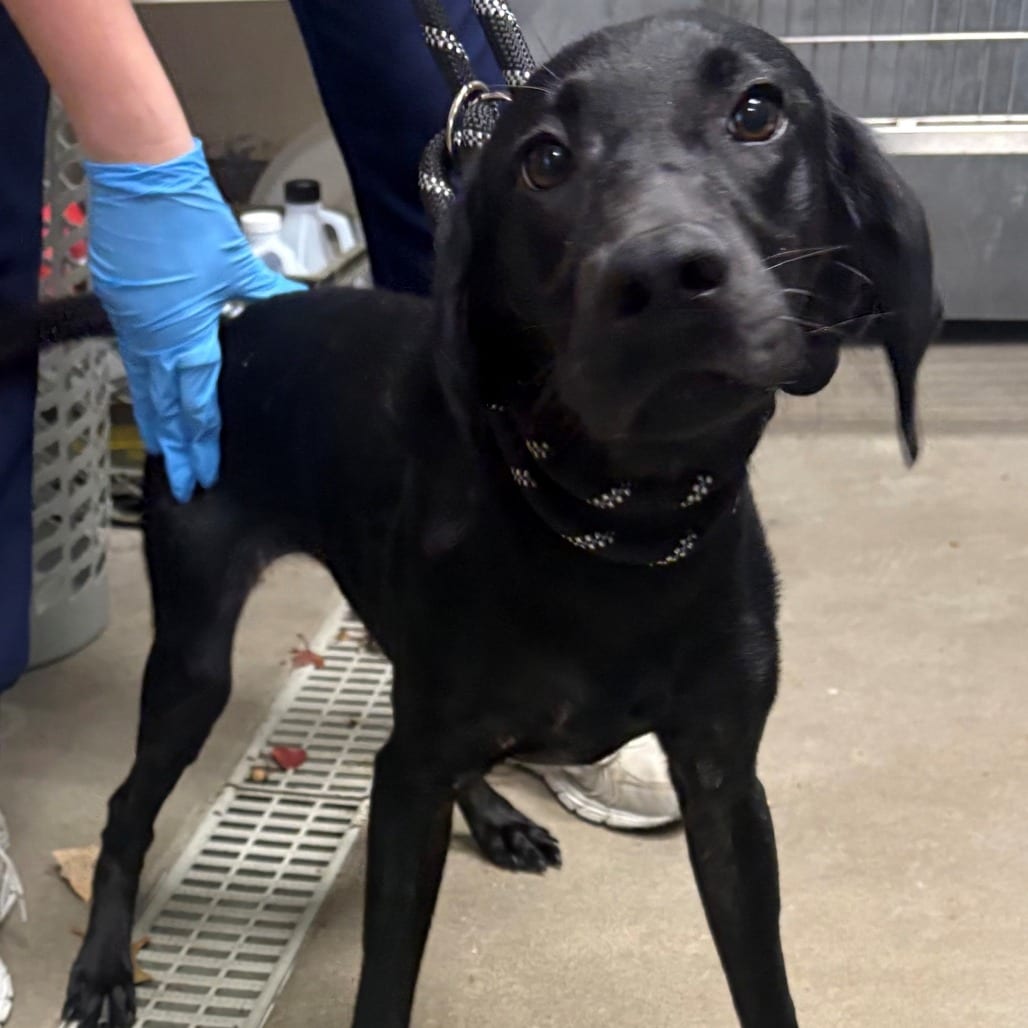 Photo of Nina, adoptable Retriever, Labrador / Mix in East Hanover, New Jersey
