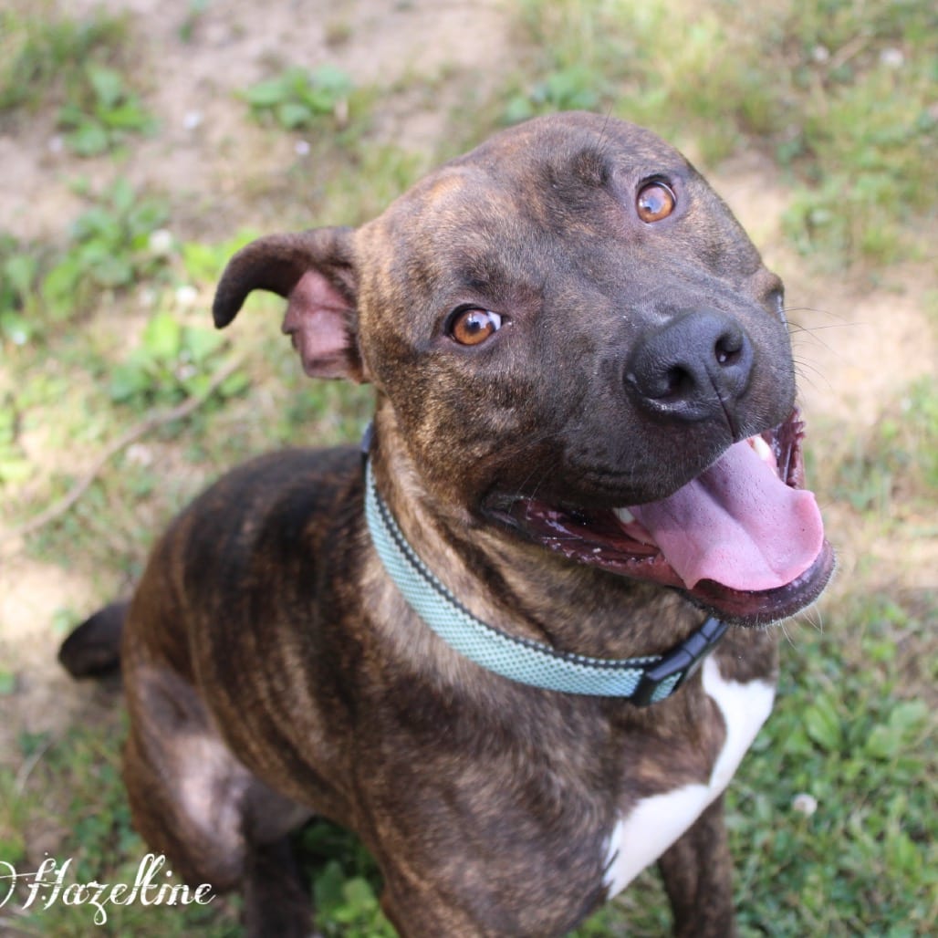Photo of Keebler, adoptable Mixed Breed (Large) in Chattanooga, Tennessee