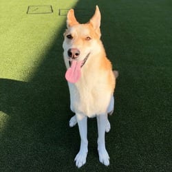 Photo of Dr. Seuss 4732/ 7411, adoptable Shepherd (Unknown Type) Mixed Breed (Large) in Loxahatchee, Florida