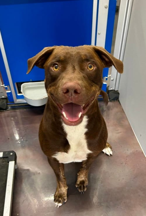Photo of Captain, adoptable Chesapeake Bay Retriever in Corning, Arkansas