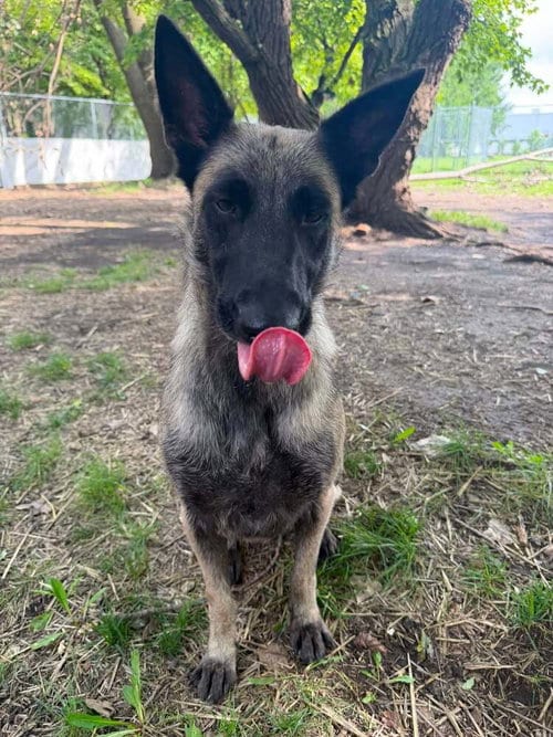 Photo of Sage located in IL, adoptable Belgian Shepherd Malinois in Imlay City, Michigan