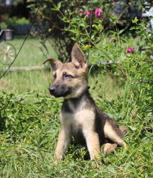 Photo of Fynn-8/10 wks Neuter Contract Required $425, adoptable German Shepherd Dog in Holly Hill, South Carolina