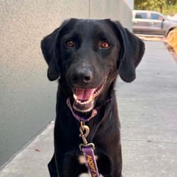 Photo of Krew JuM, adoptable Whippet Labrador Retriever in Hartford, Connecticut