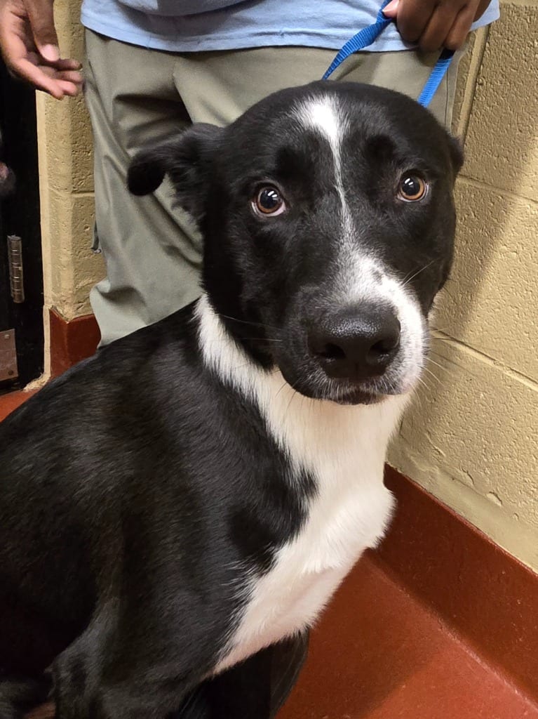 Photo of MeiMei, adoptable Labrador Retriever in Douglasville, Georgia