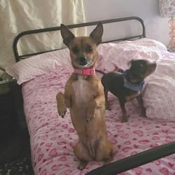 Photo of Piper, adoptable Chihuahua Mixed Breed (Small) in Overland Park, Kansas