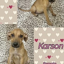 Photo of Karson, adoptable Jack Russell Terrier in East Hartford, Connecticut