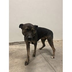 Photo of Rain, adoptable Terrier (Unknown Type, Medium) in Doral, Florida
