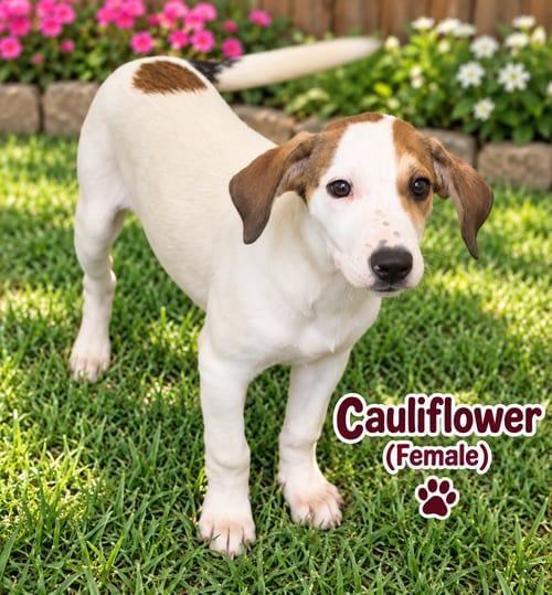 Photo of Cauliflower (f), adoptable Hound in Nashville, Tennessee