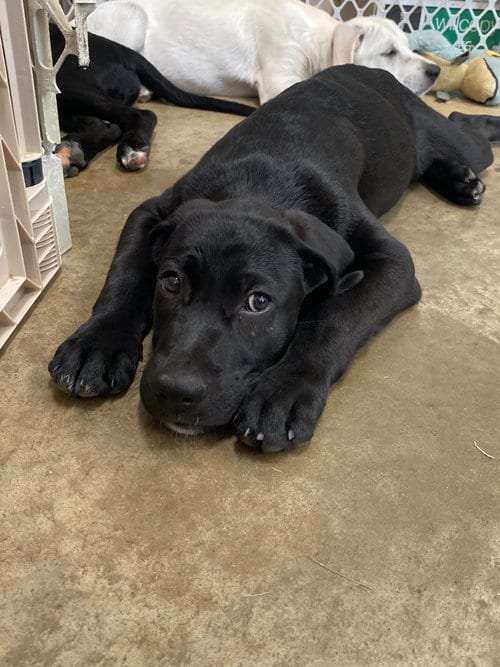 Photo of Lance, adoptable Labrador Retriever in Alexander, Arkansas