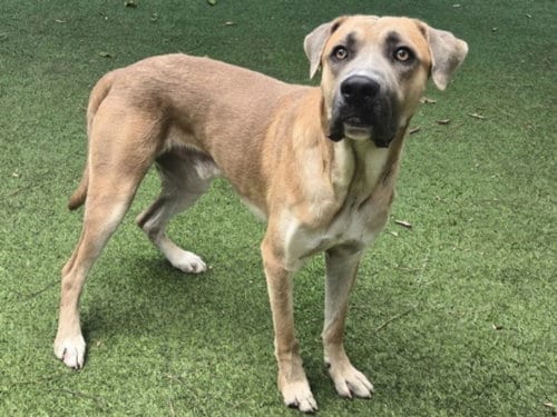 Photo of Tommy, adoptable Anatolian Shepherd in Van Nuys, California