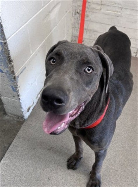 Photo of Mia, adoptable Doberman Pinscher in San Bernardino, California