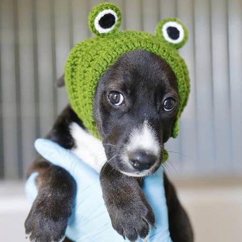 Photo of Scoobert, adoptable American Staffordshire Terrier in San Antonio, Texas