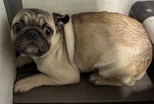 Photo of Pat, adoptable Pug in San Bernardino, California