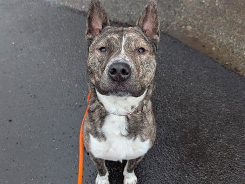 Photo of Archer, adoptable Pit Bull Terrier in Tacoma, Washington