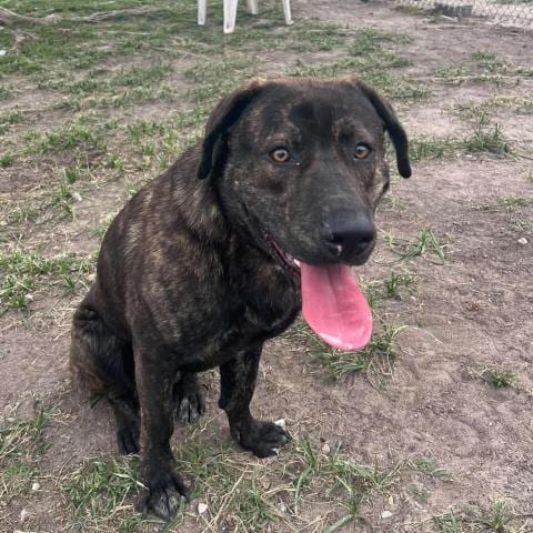 Photo of Cracker Jack, adoptable Plott Hound in Conroe, Texas