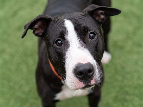 Photo of Freyjah, adoptable Pit Bull Terrier in Denver, Colorado